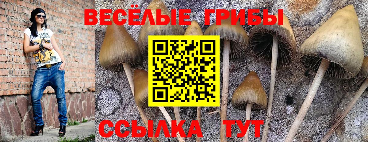 Псилоцибиновые грибы прущие грибы Курчалой